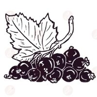 Heidis Liquids - Cassis 50ml